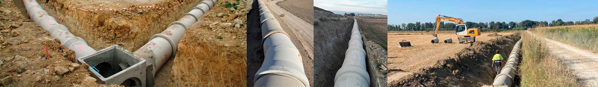 Imagen de la taxonomía